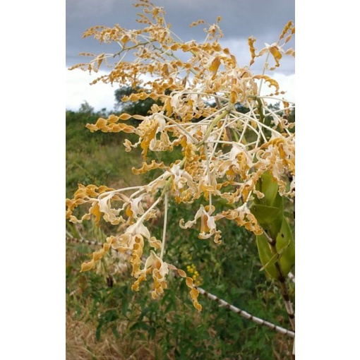 Anggrek Dendrobium Discolor Tanimbar