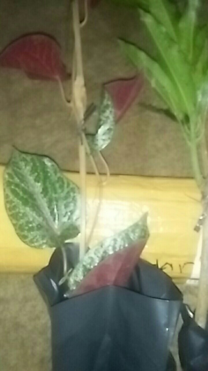 Bibit Tanaman Sirih Merah