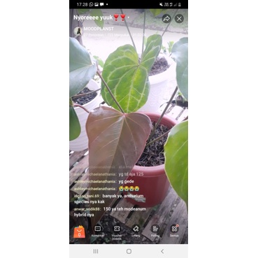 anthurium lady jane x modeanum