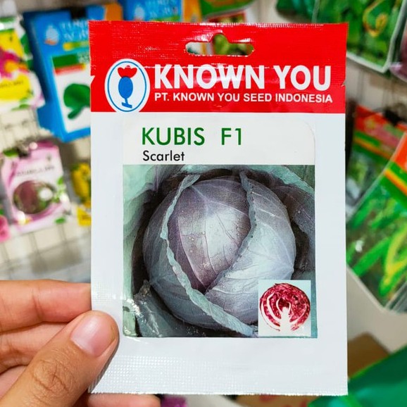 benih KUBIS UNGU SCARLET isi 150 biji - benih kol ungu - KYS