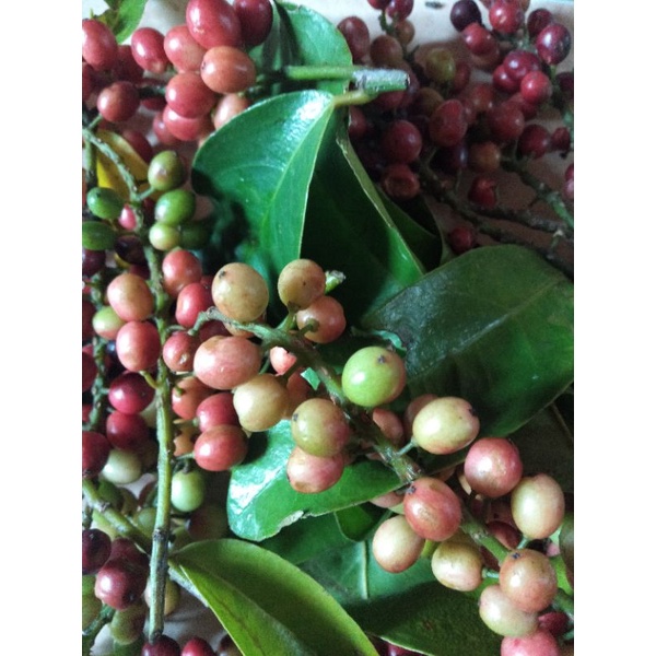 

buah buni atau buah huni segar 500gram