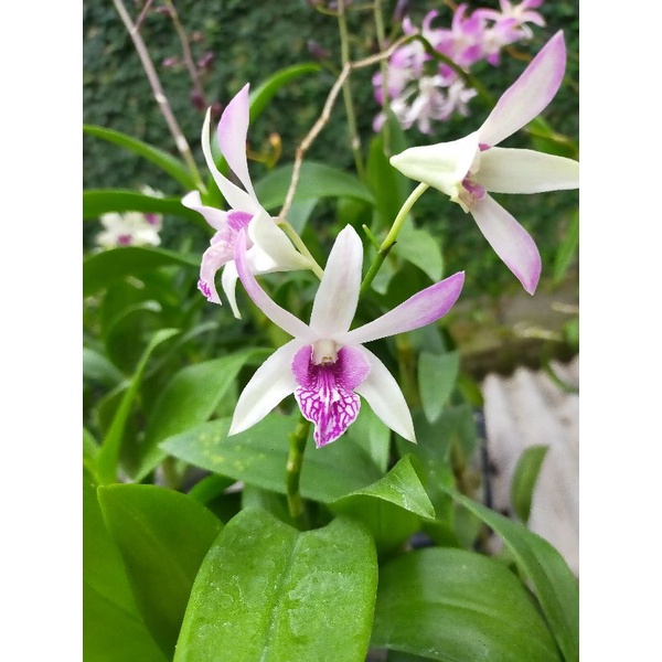 Dendrobium Caesar warawan
