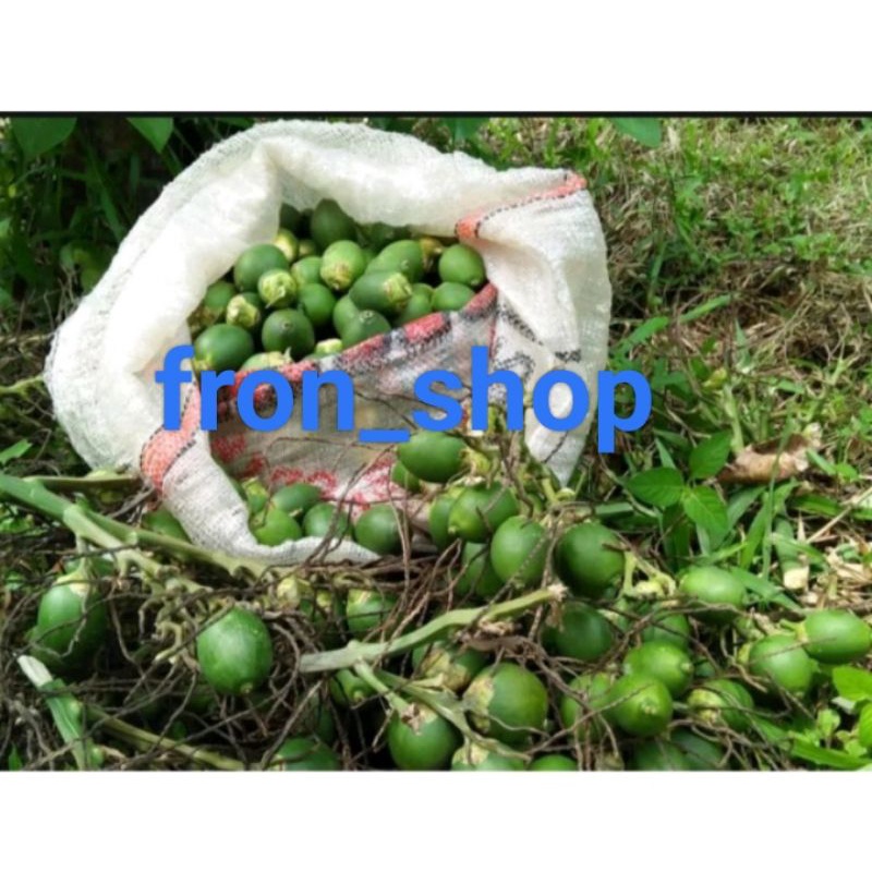 BUAH PINANG MUDA SEGAR | PINANG MUDA (1KG)