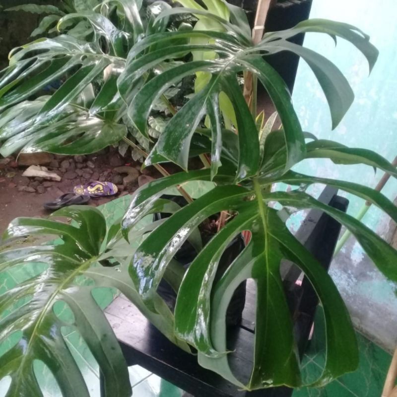 MONSTERA KING BRAZILIAN-TANAMAN HIAS MONSTERA