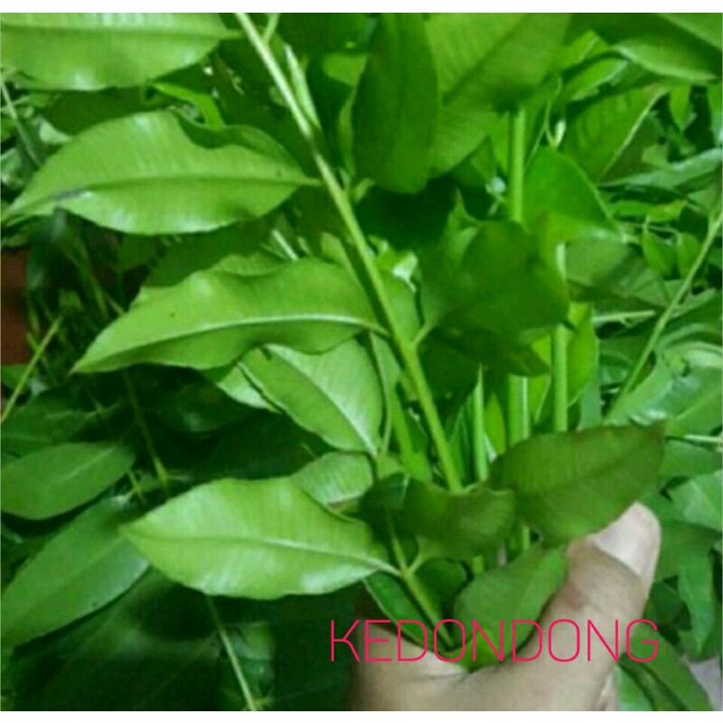 

DAUN KEDONDONG MUDA FRESS 400 gr