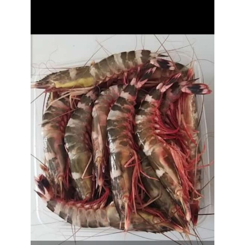 

Udang Windu