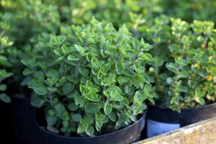 Haira Seed BIbit-Biji Herba Greek Oregano