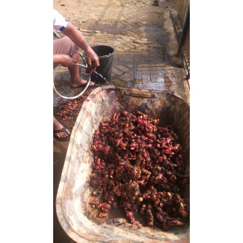 

jahe merah medan 1kg /Jahe Merah Segar / jahe merah fresh masih ada tanah