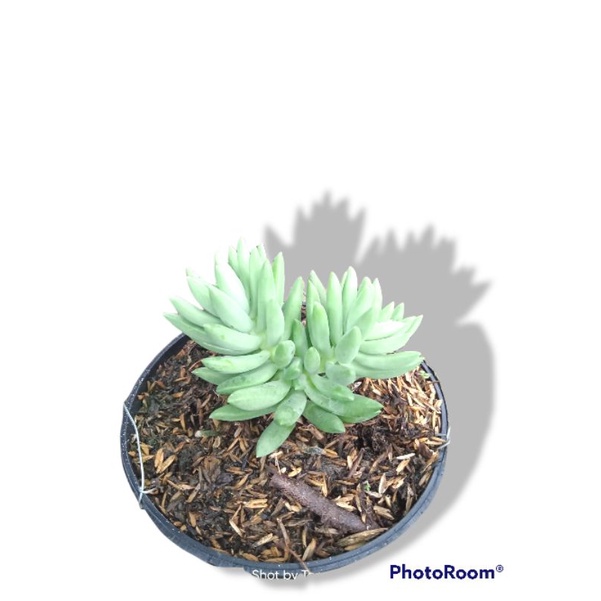 tanaman air mata ibu/donkeytail