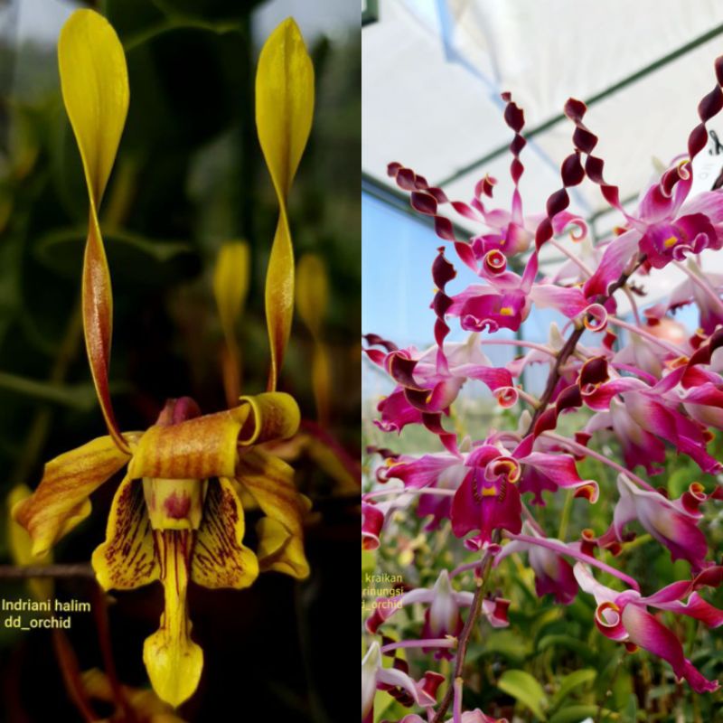 DD Orchid Dendrobium Indriani Halim X Kraikan Sirinungsi Seedling