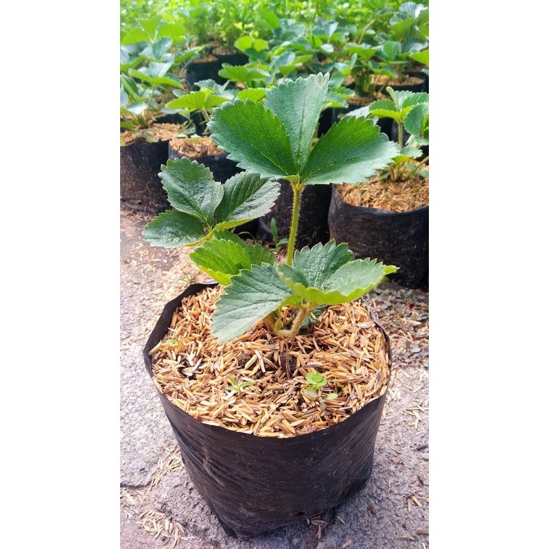 

bibit buah strawberry / stroberi / strobery