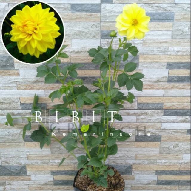 Bibit Tanaman Hias Bunga Dahlia Kuning/Bunga Dahlia Kuning