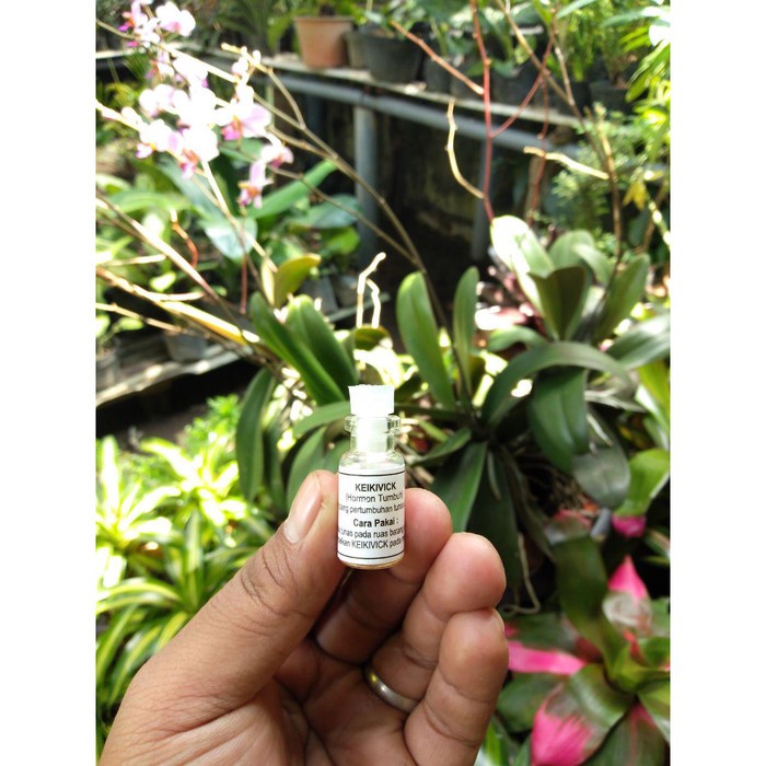 obat Hormon Pertumbuhan Tunas Anggrek