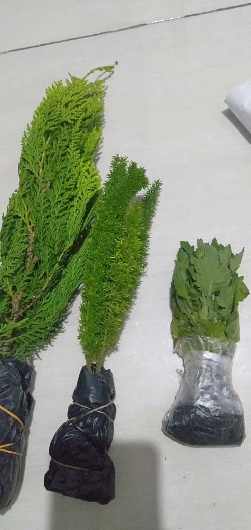 Tanaman Hias Asparagus Densiflorus Atau Ekor Tupai Murah