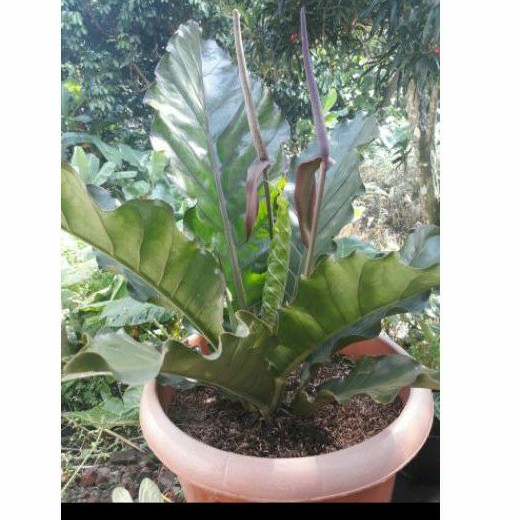 BIBIT ANTHURIUM HOKERI MERAH / ANTHURIUM MURAH