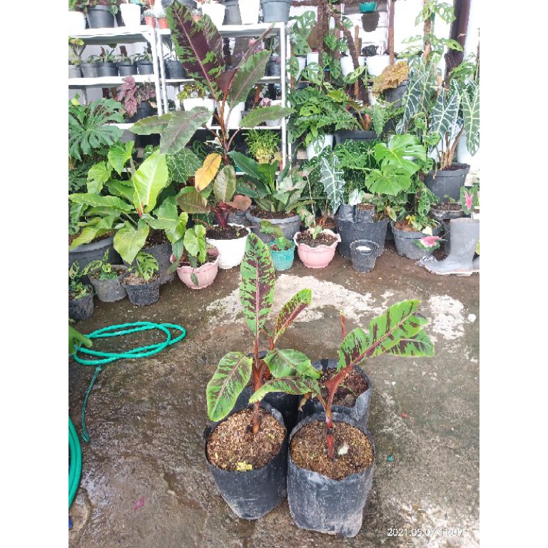 BIBIT PISANG RUBI/VARIGATA MERAH