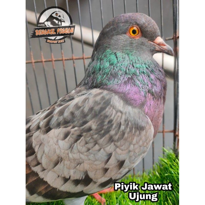 burung merpati betina cewean ring bengkel pigeon pacekan indukan trah player tinggi kolongan lomba