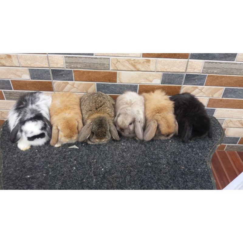 Kelinci Hias Holland Lop Asli