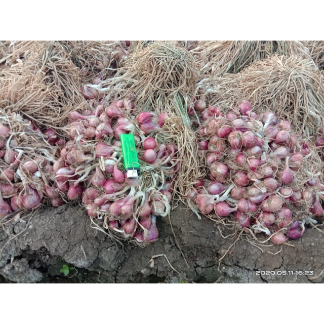 

Bawang Merah Non Pestisida