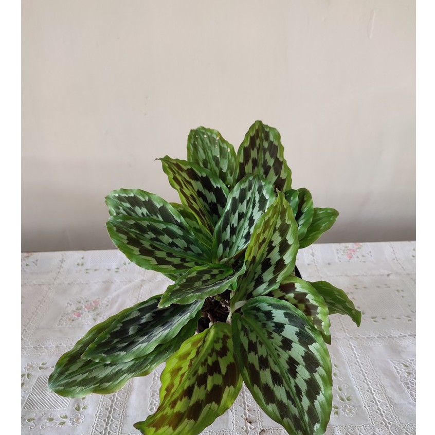 Bunga Kalatea Calathea Sayap Elang Kaempferia Cantik Murah Berkualitas