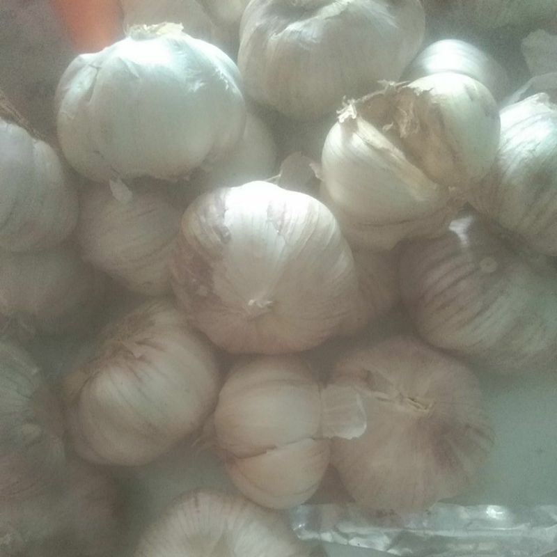 

bawang putih 1kilo 28000
