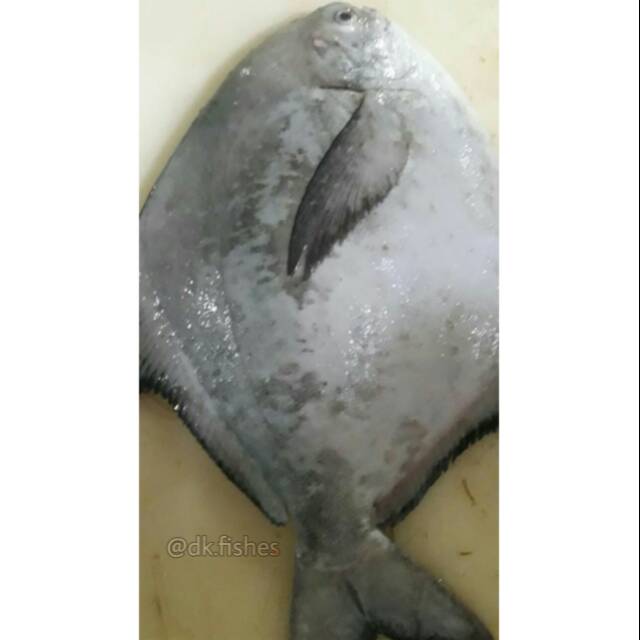 

Bawal Tambak A Jumbo (Taute A) / Pack 1 kg