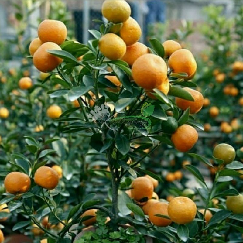 Bibit Jeruk Santang Madu Super