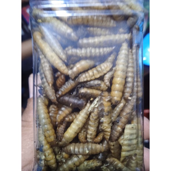 Maggot Super Super Maggot 100gr