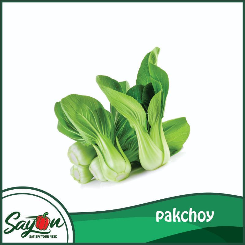 

Pakcoy , Sawi Sendok, Sawi Bok Choy - Sayon Jogja