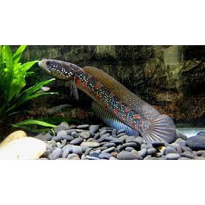 [10 EKOR] IKAN HIAS CHANNA ASIATICA RSWS