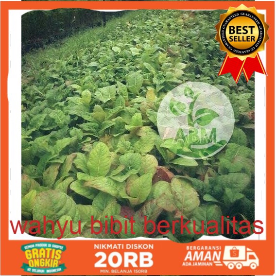 10 Bibit Pohon Kayu Jati Emas Super Unggul