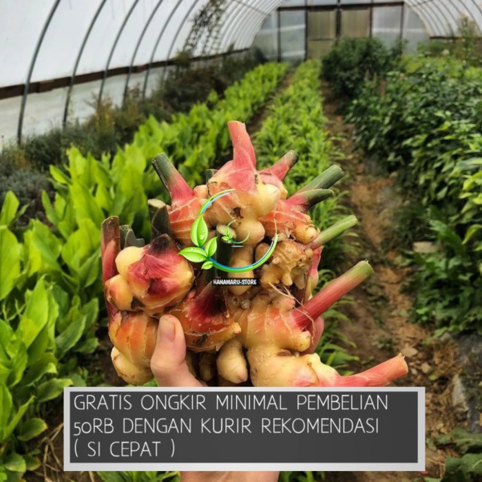 

Rimpang Bangle Segar l Umbi Panglai l Tamanan Obat l Bengle Seger
