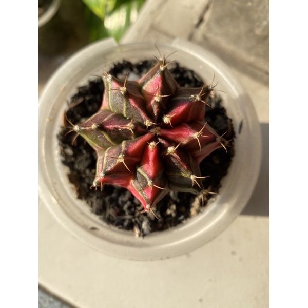 Kaktus gymno Miha / Milo / Starfire M8