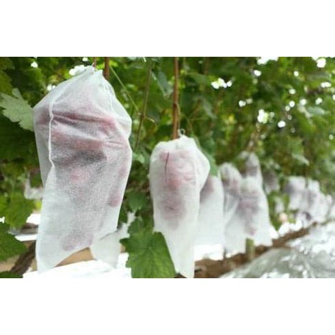 

Terbaru Fruit Cover Pembungkus Buah Uk 25X30 Cm Eceran Segera Dapatkan