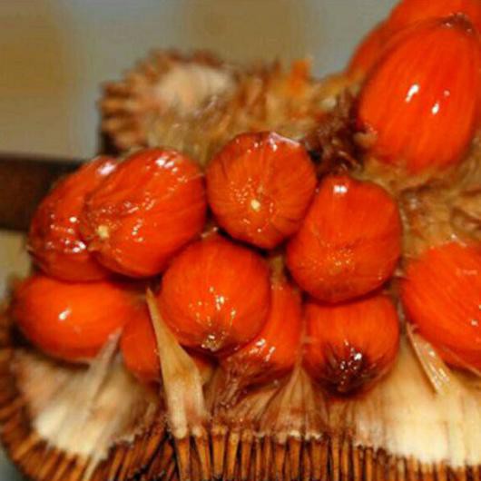 Bagus Bibit Buah Cempedak Merah King Berkwalitas