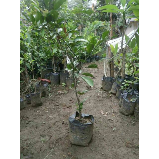 BIBIT JERUK MANDARIN OKULASI (COCOK DI TANAM POT)