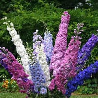 Benih Bibit Biji - Bunga Rocket Larkspur Tall Mixed Flower Seeds - IMPORT