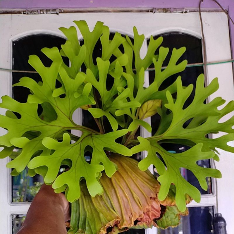 PLATYCERIUM RIDLEYI UKURAN M .tanduk rusa  maksimal 2stu resy UP