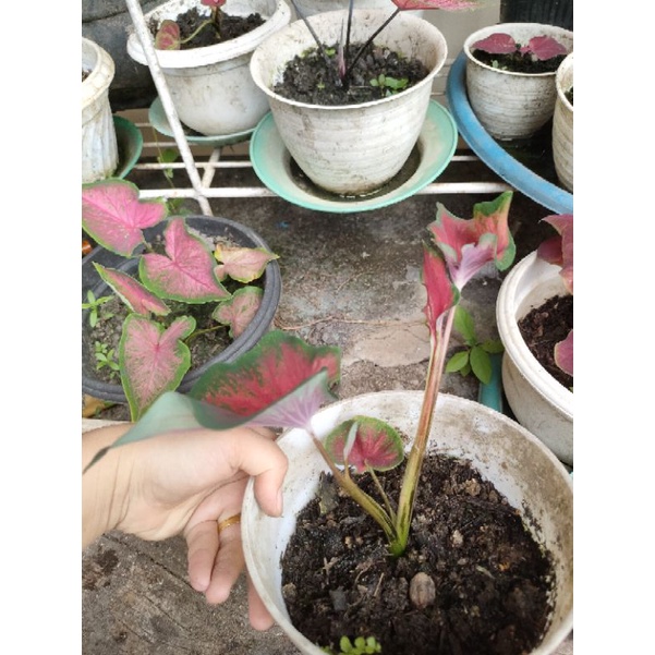 caladium red peacock dewasa