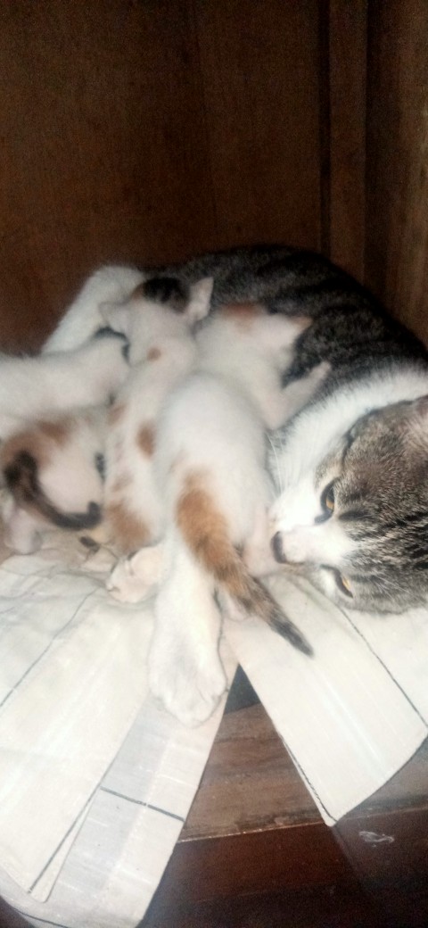 Kemeja Batik Batik Pria Lengan Pendek Size M L Xl Xxl Seragam Murah Berkualitas Batikpekalongan