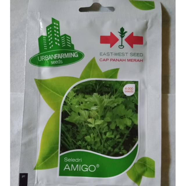 Benih seledri AMIGO