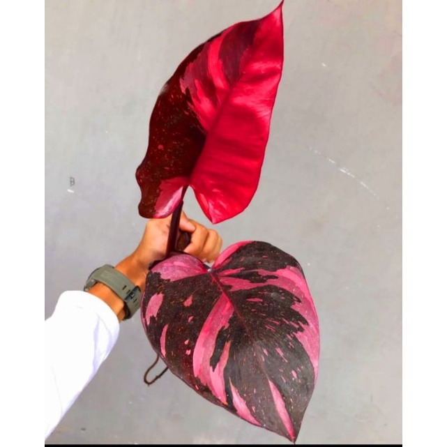 Tanaman Hias Philo Pink princess/ Philodendron Pink princess / Philo murah florist nursery