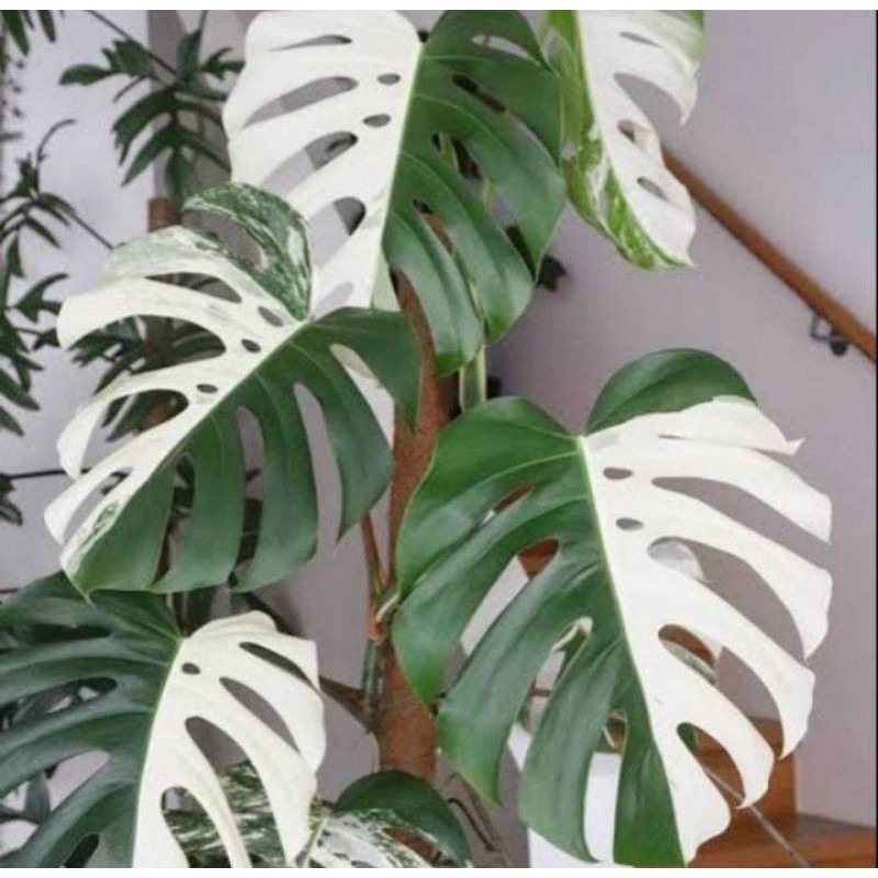 PROMO Bonggol Monstera Variegata - Monstera Variegata