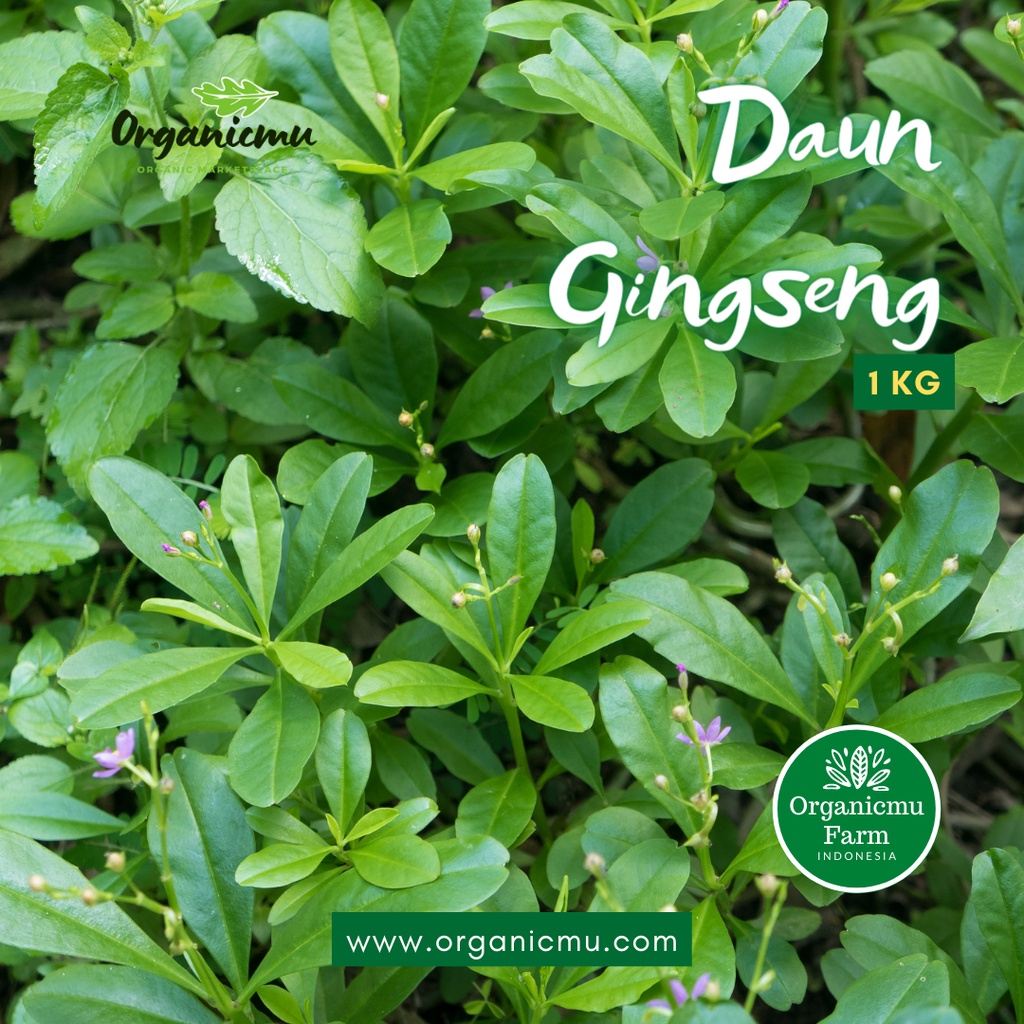 

Organicmu - Daun Gingseng 1 kg