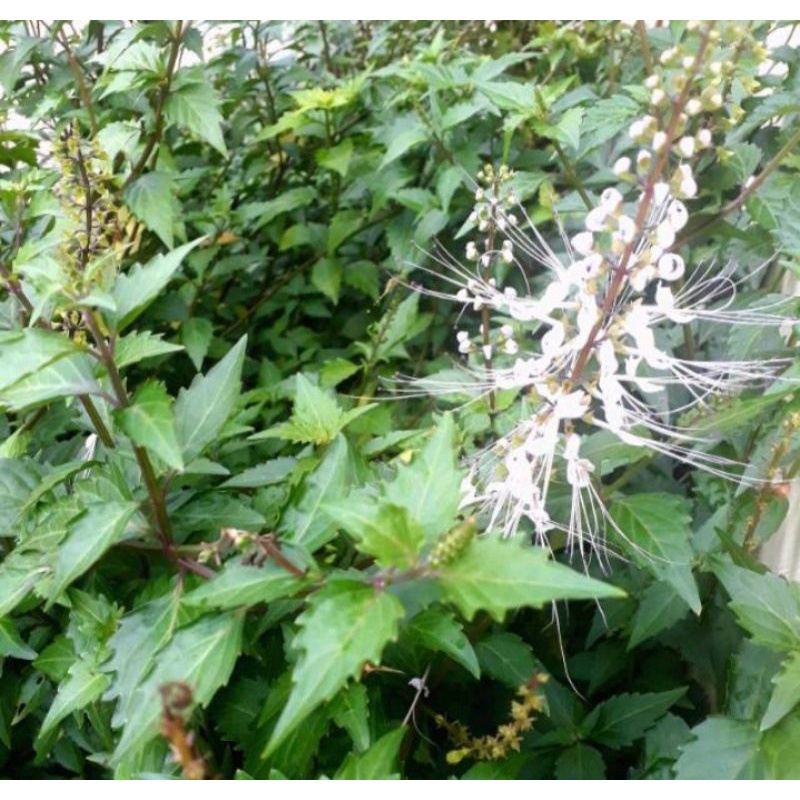 

Jual Daun Kumis Kucing Segar 300 Gram