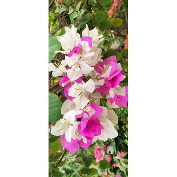 bougenville COCONUT ICE varigata kuning