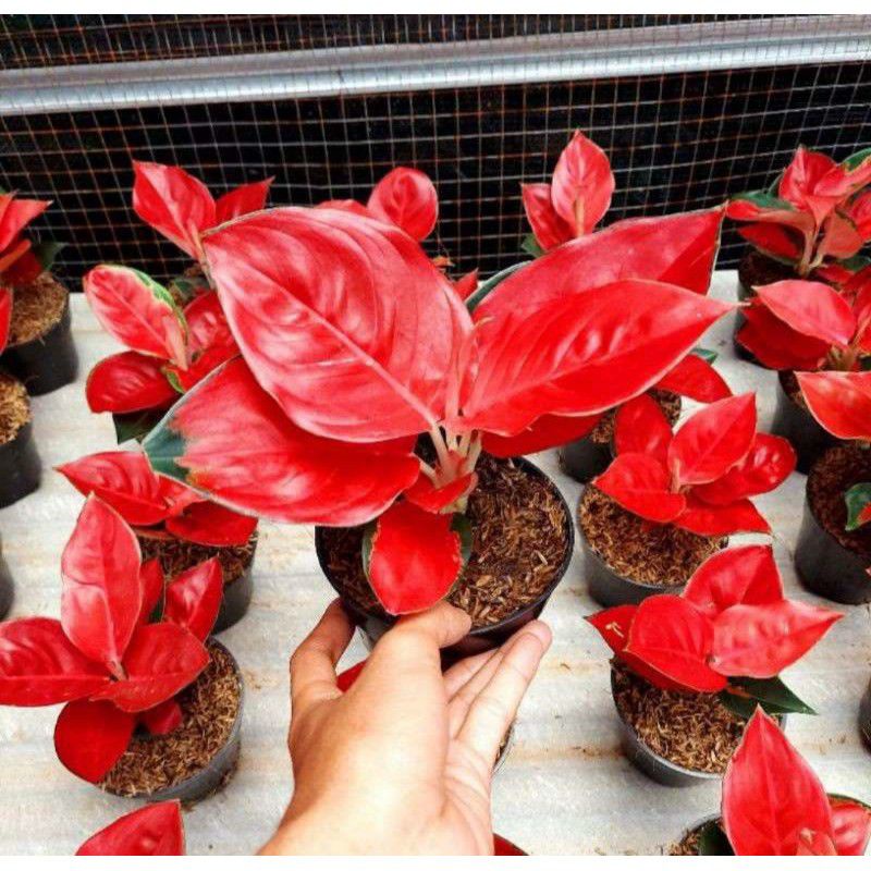 promo bonggol tanaman hias aglonema suksom jaipong