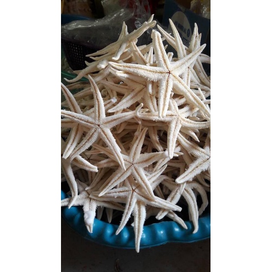 *#*#*#] Bintang Laut Asli Uk.Sedang