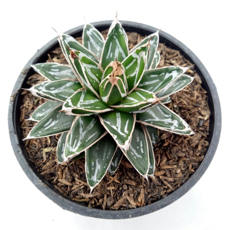 Succulent kaktus Tanaman Agave Victoria Reginae