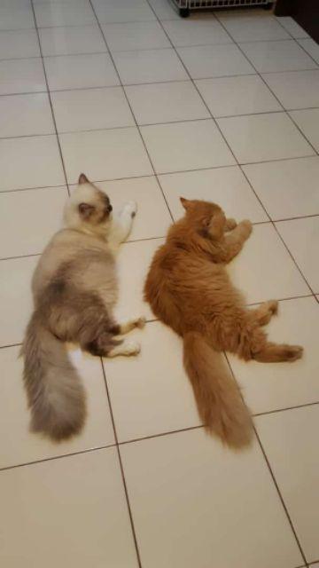 Korek Api Bara Motif Rokok Isi 50 Pc